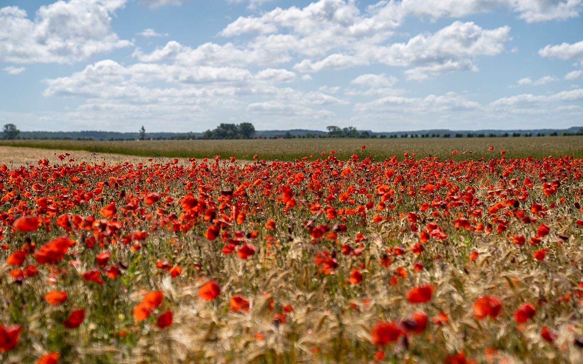 Natur in Kühlungsborn