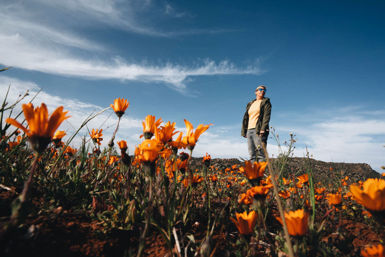 Wildblumenblüte Northern Cape Südafrika