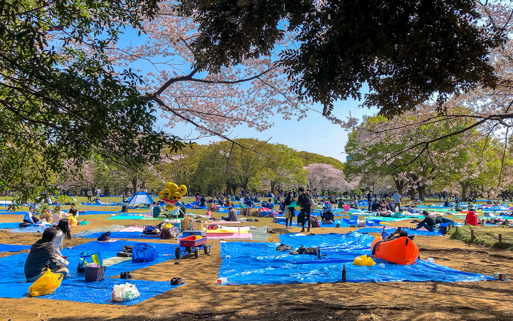 Yoyogi Park in Tokio zur Kirschblüte