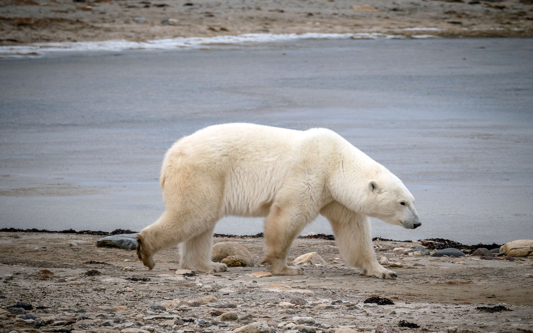 Churchill Manitoba Eisbären