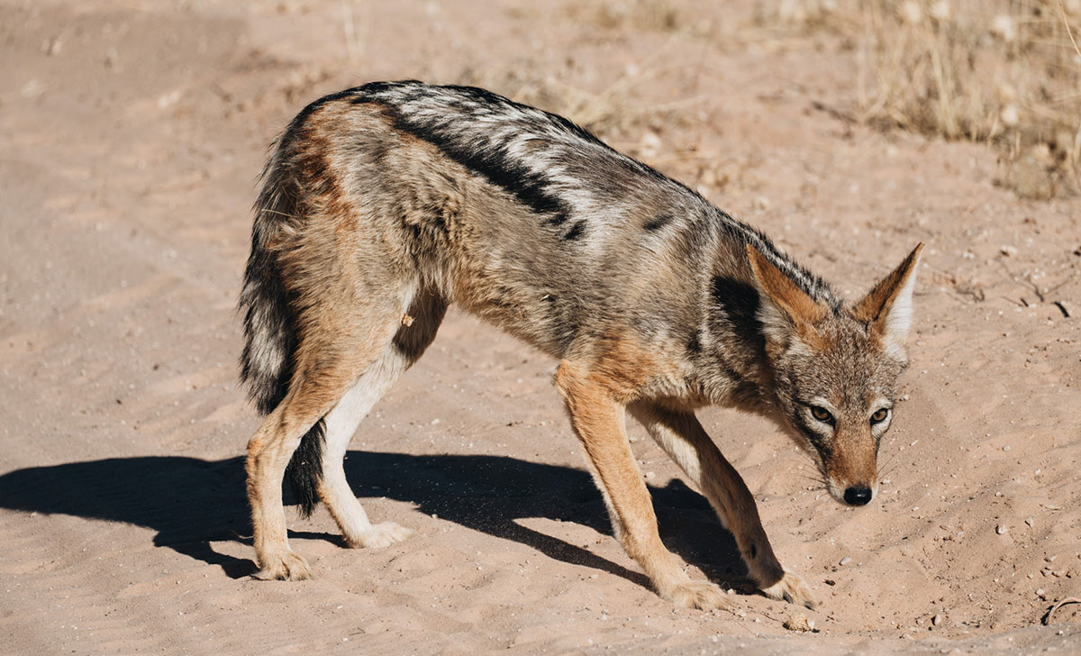 Black Back Jackal Kgalagadi Transfrontier Park
