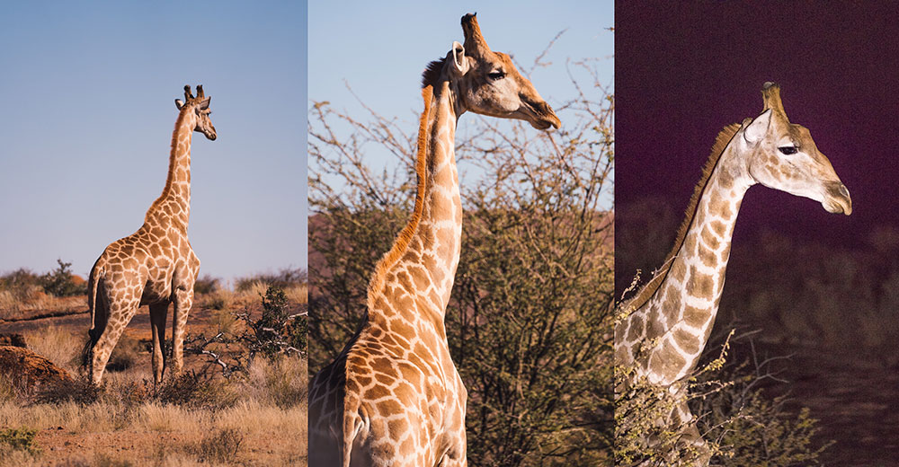 Giraffen Augrabies Falls National Parkl