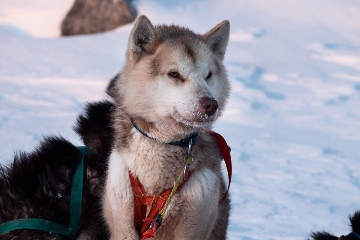 Grönland Hunde bei der Hundeschlitten-Tour