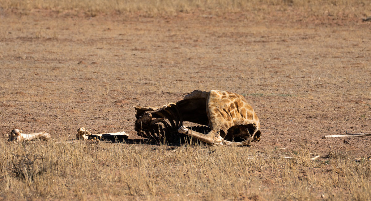 kgalagadi-transfrontier-nationalpark tote Giraffe