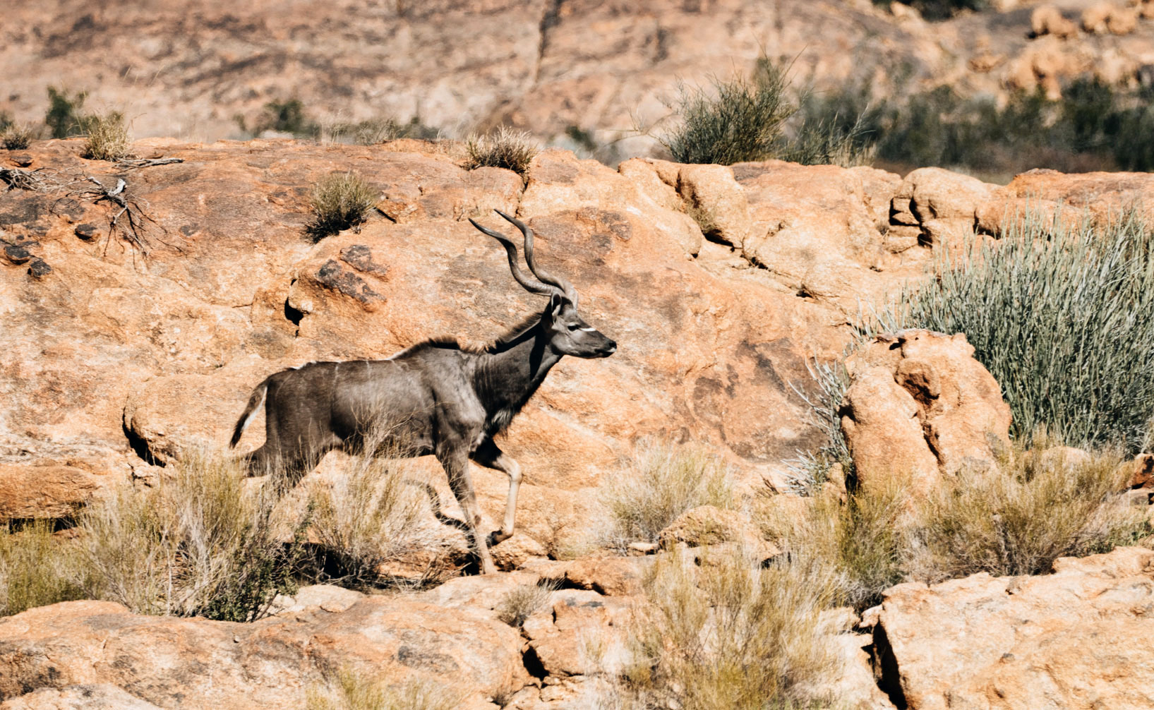 Kudu Augrabies Falls National Park