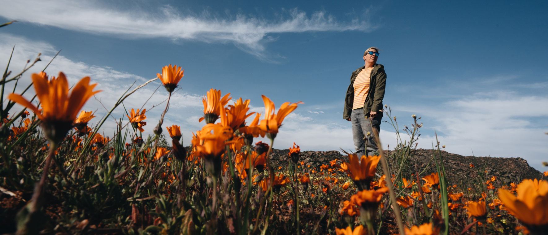Orange leuchtende Wildblumen, Namaqualand