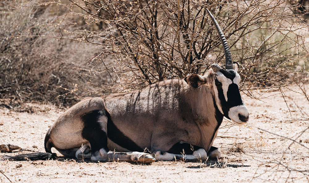 Oryx im Augrabies Falls National Park