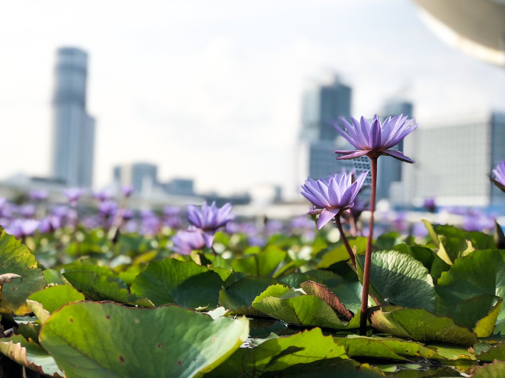 Gardens by the Bay Singapur