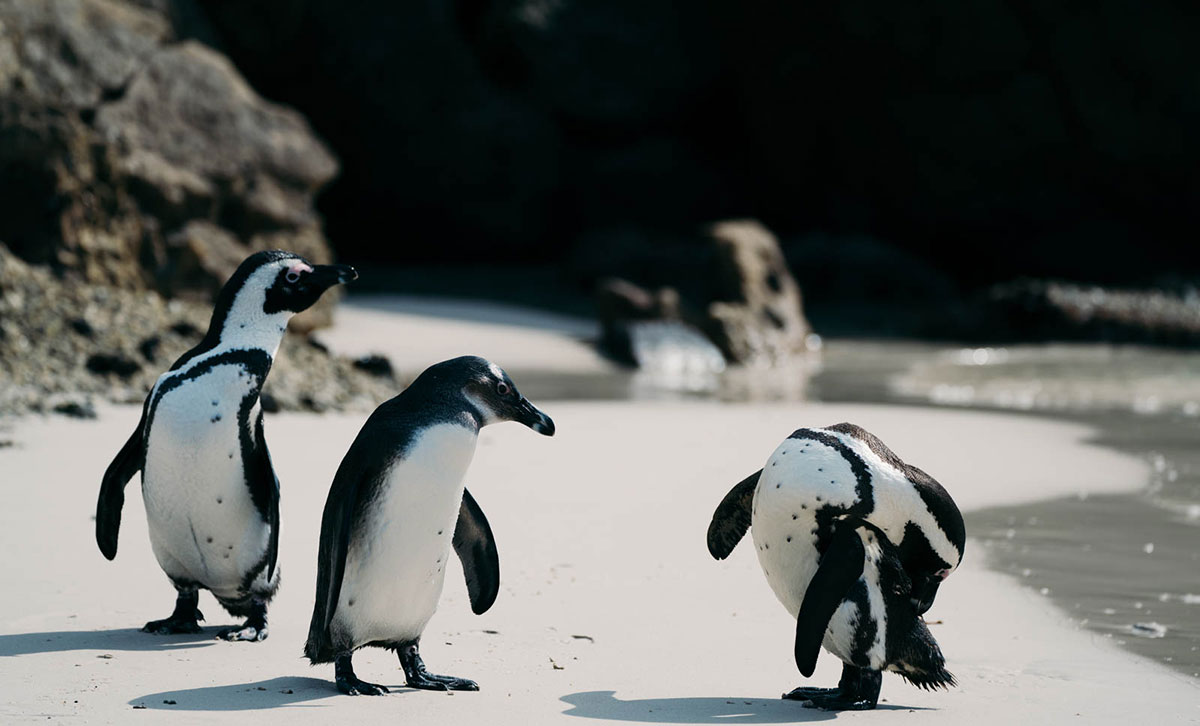 Walk with Penguins Simons Town Kapstadt