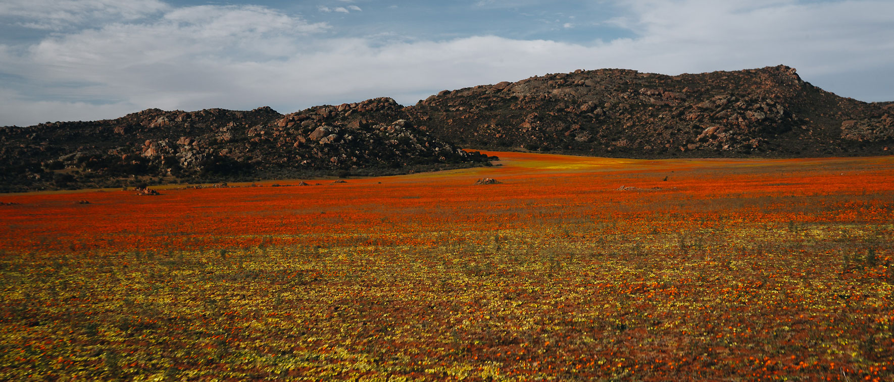Wildblumen im Namaqualand knallig gelb und orange