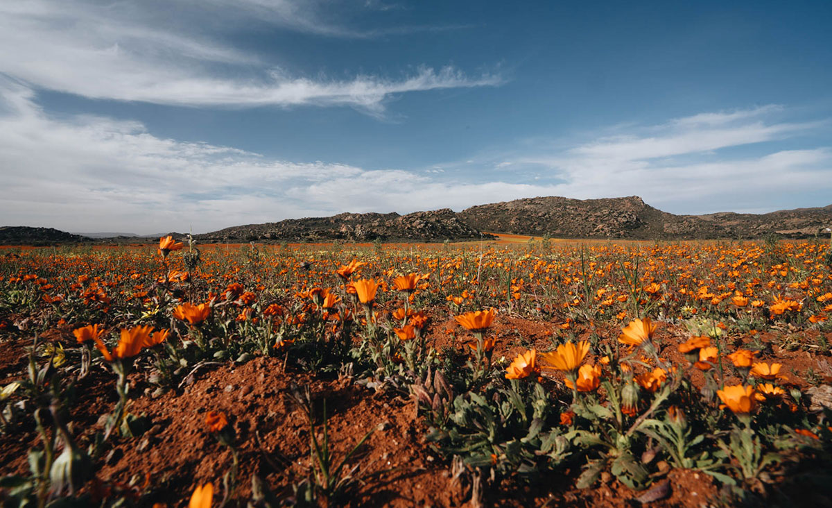 Wildblumen Namaqualand Springbock