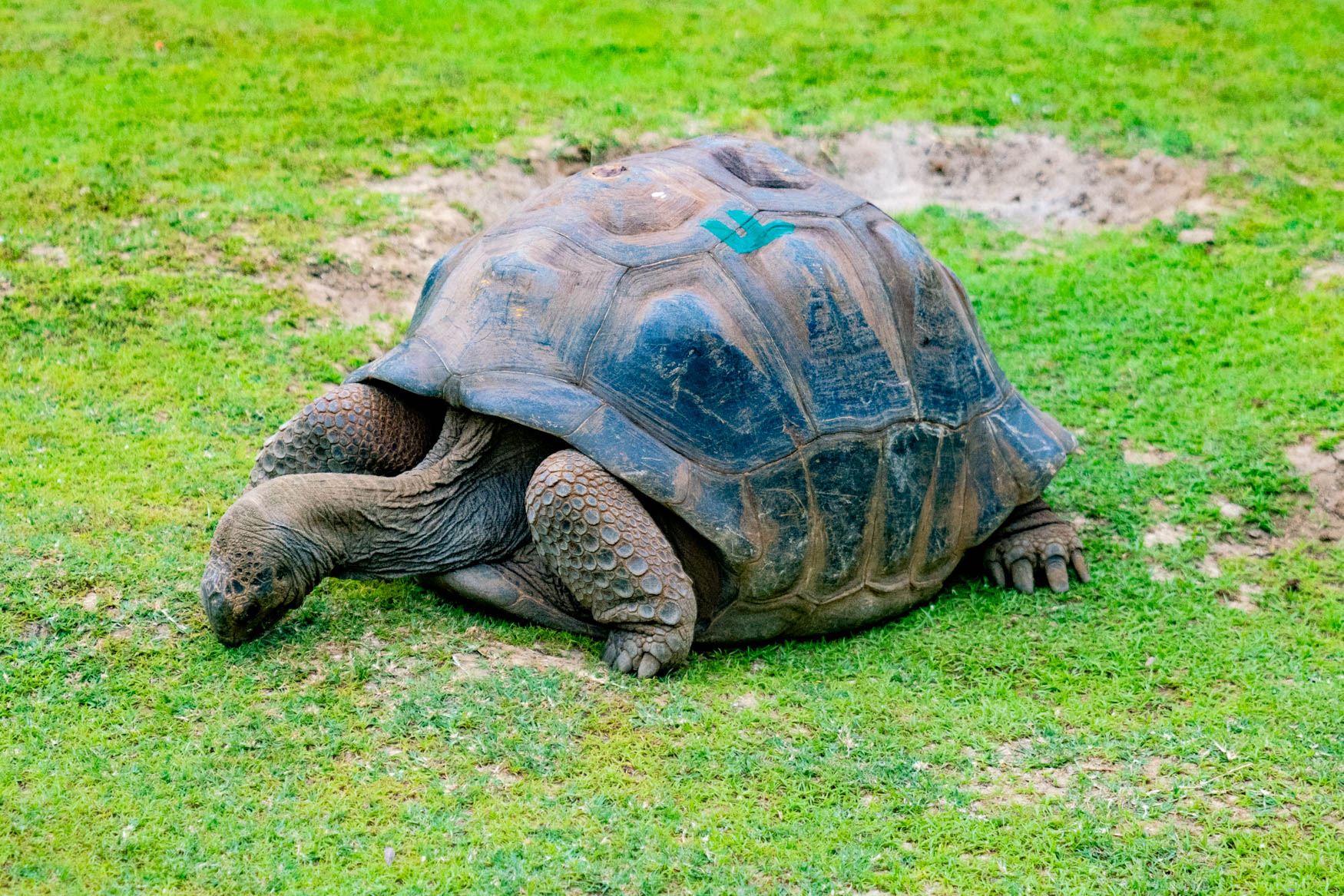 Schildkröte im Botanischen Garten Pamplemousse.
