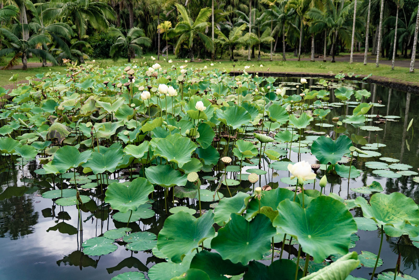 Wassergarten im Botanischen Garten Pamplemousse.