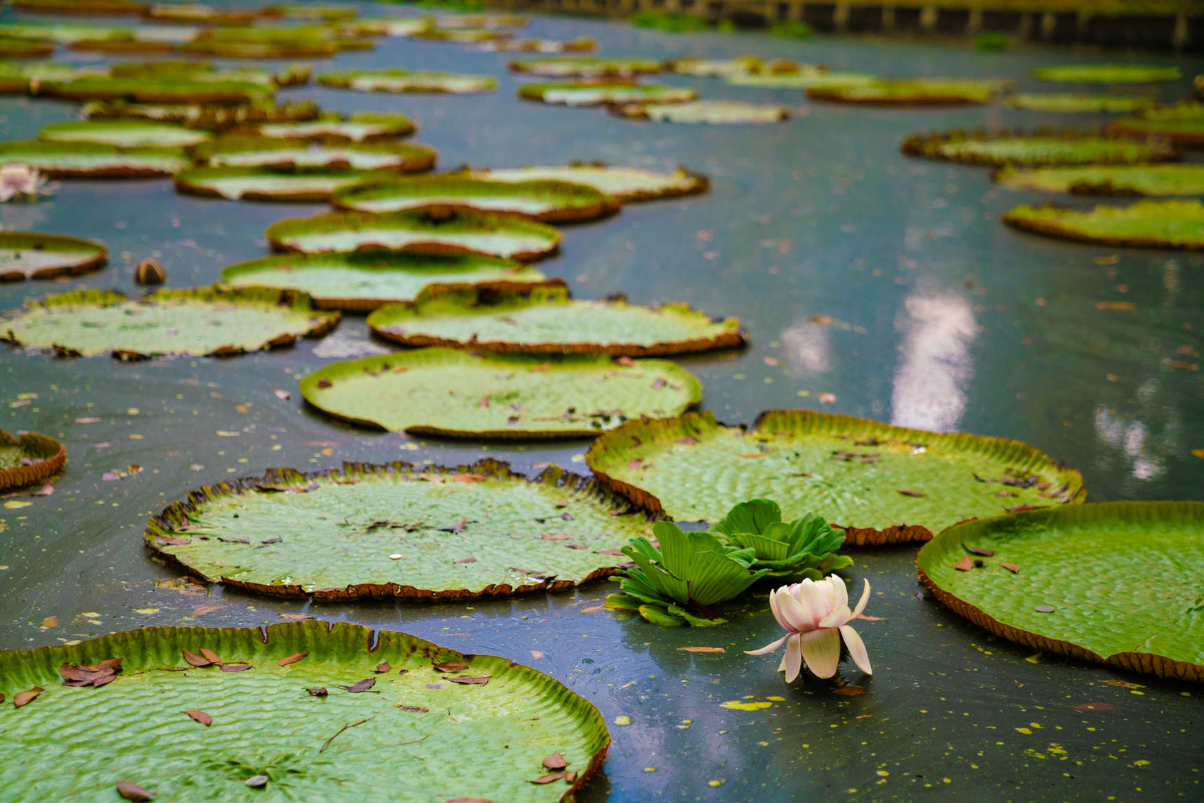 Wasserrose im Botanischen Garten Pamplemousse.