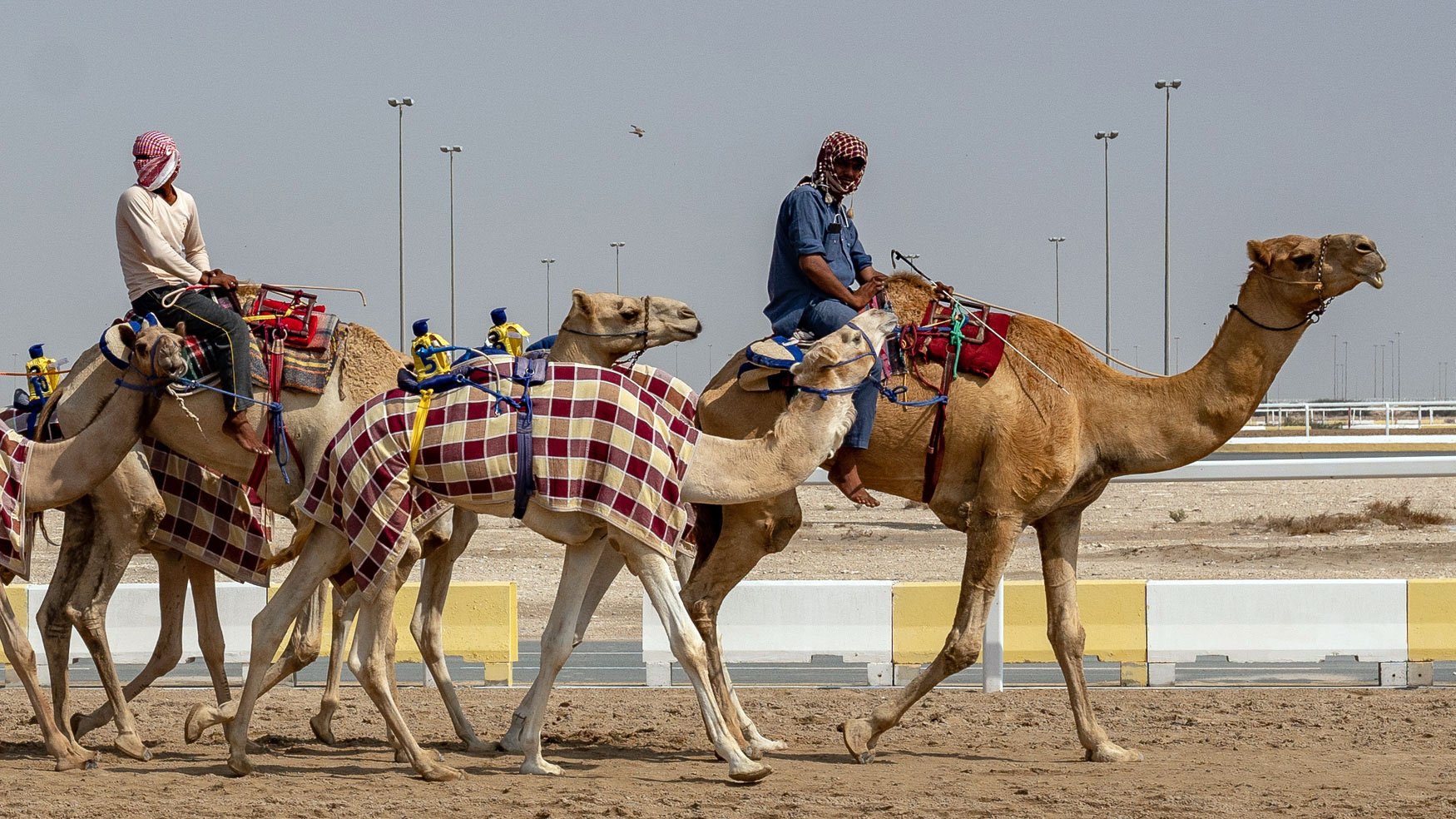 Kamelrennen in Doha, das musst du gesehen haben!