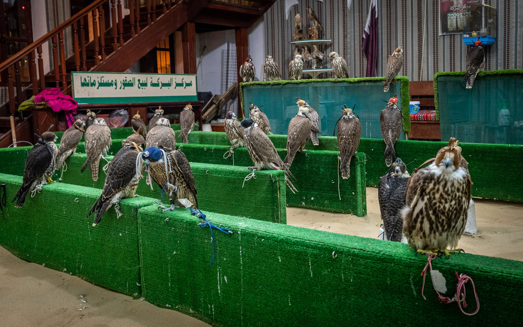 Doha Sehenswürdigkeiten: Die Falken, die du im Souq Waqif kaufen könntest.