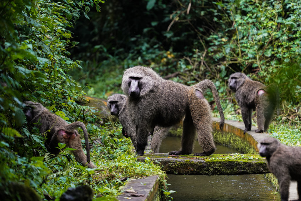 Bwindi Impenetrable Forest Nationalpark Affen