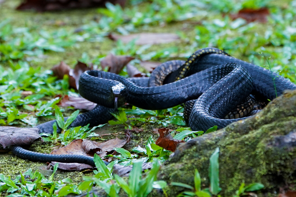 Black Mamba Bwindi Impenetrable Forest Nationalpark
