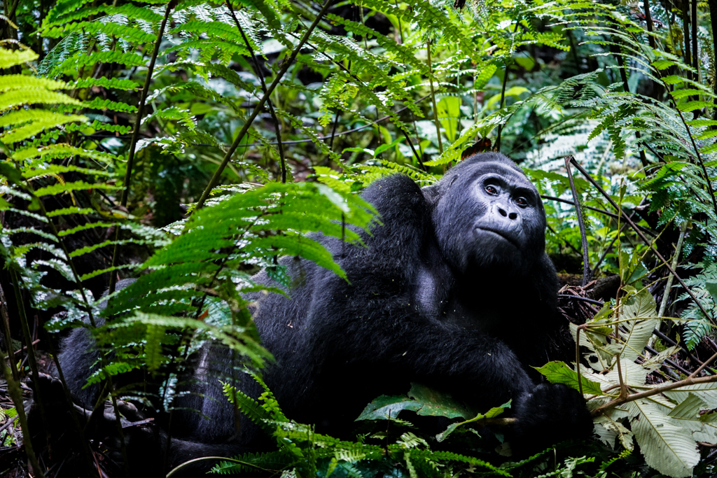Gorilla im Bwindi Nationalpark Uganda