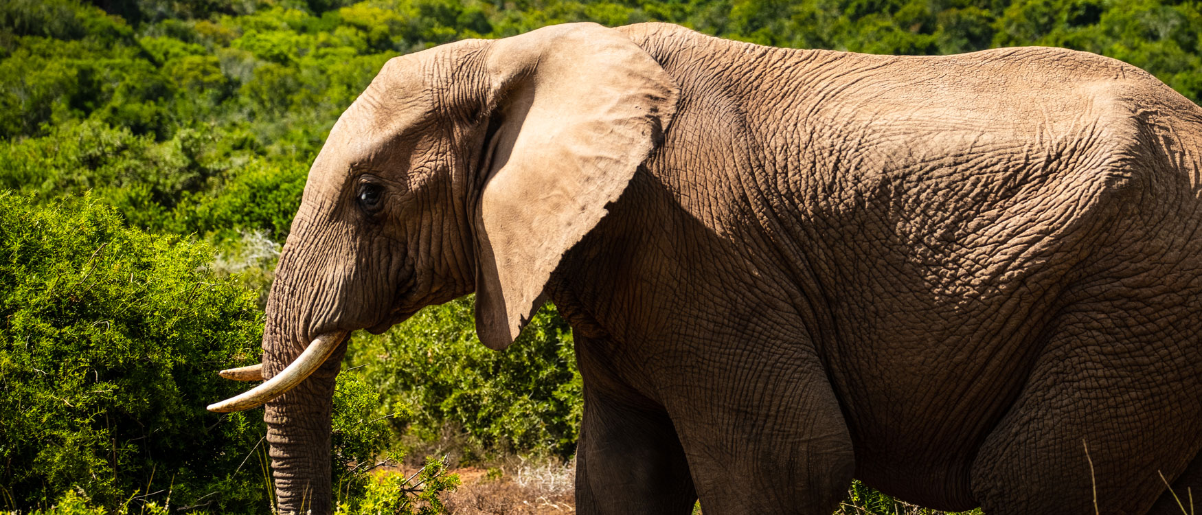 Elefant im Addo Elephant National Park