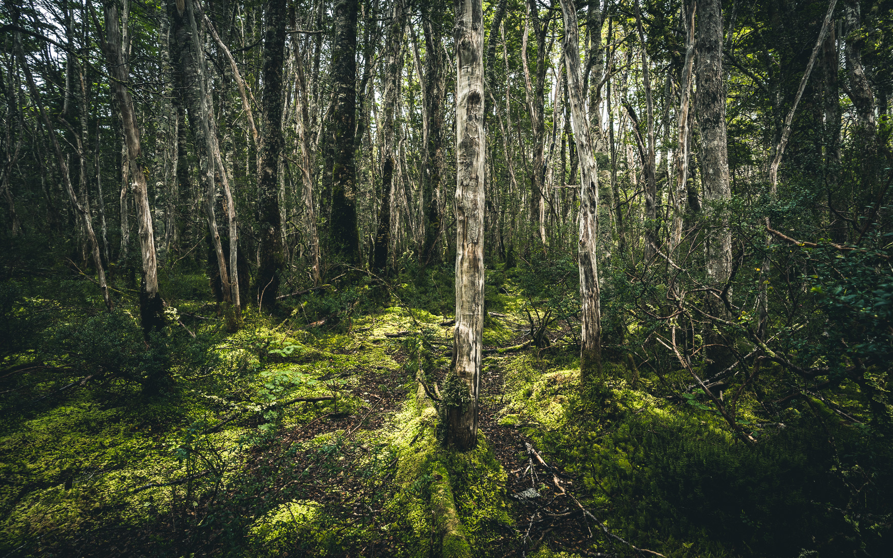 Regenwald Aguila-Gletscher Patagonien