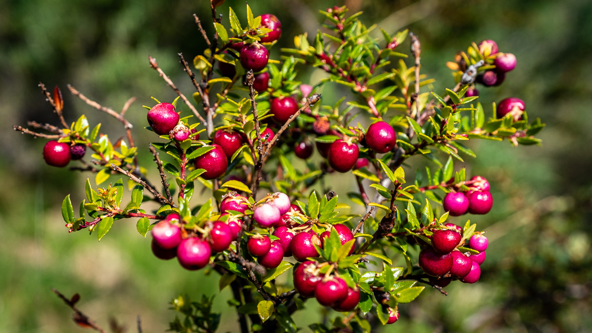 Calafate Beere in Chile.
