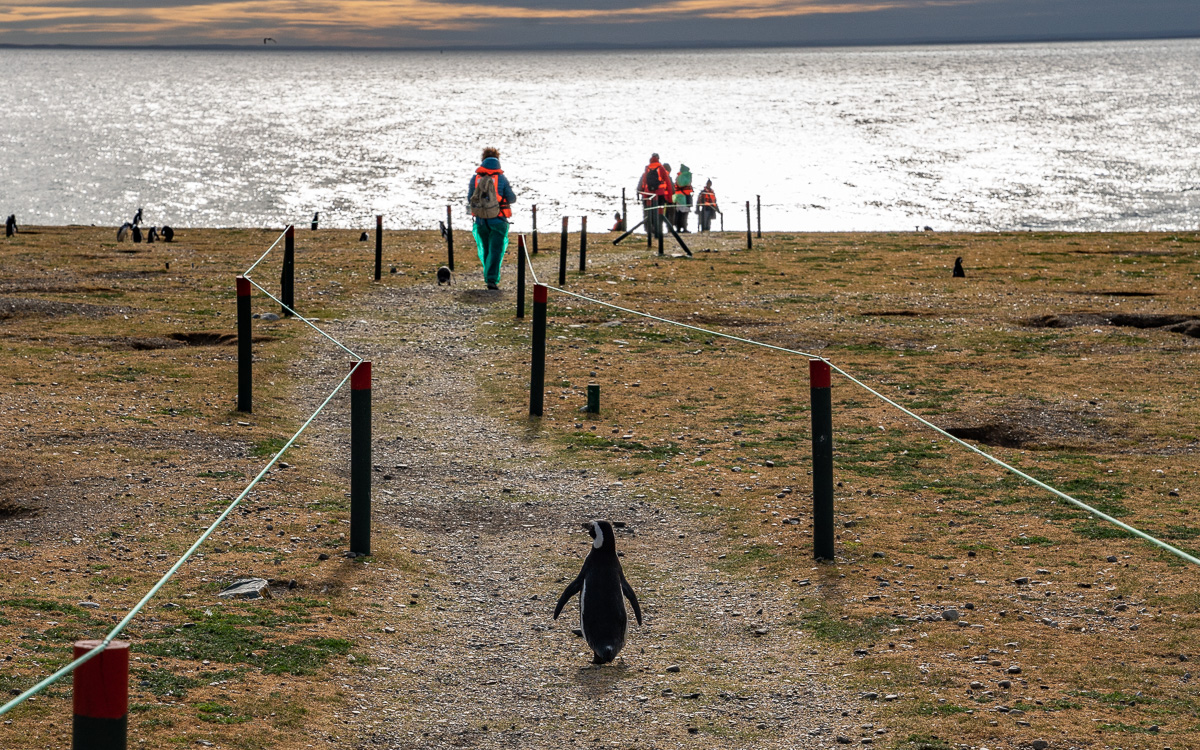 Pinguin Isla Magdalena Patagonien