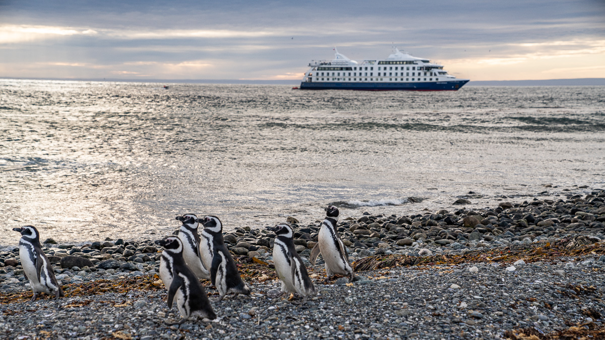 Pinguine Isla Magdalena Chile