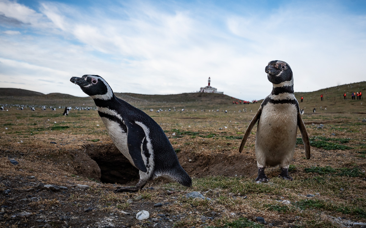 isla-magdalena-pinguine-patagonien