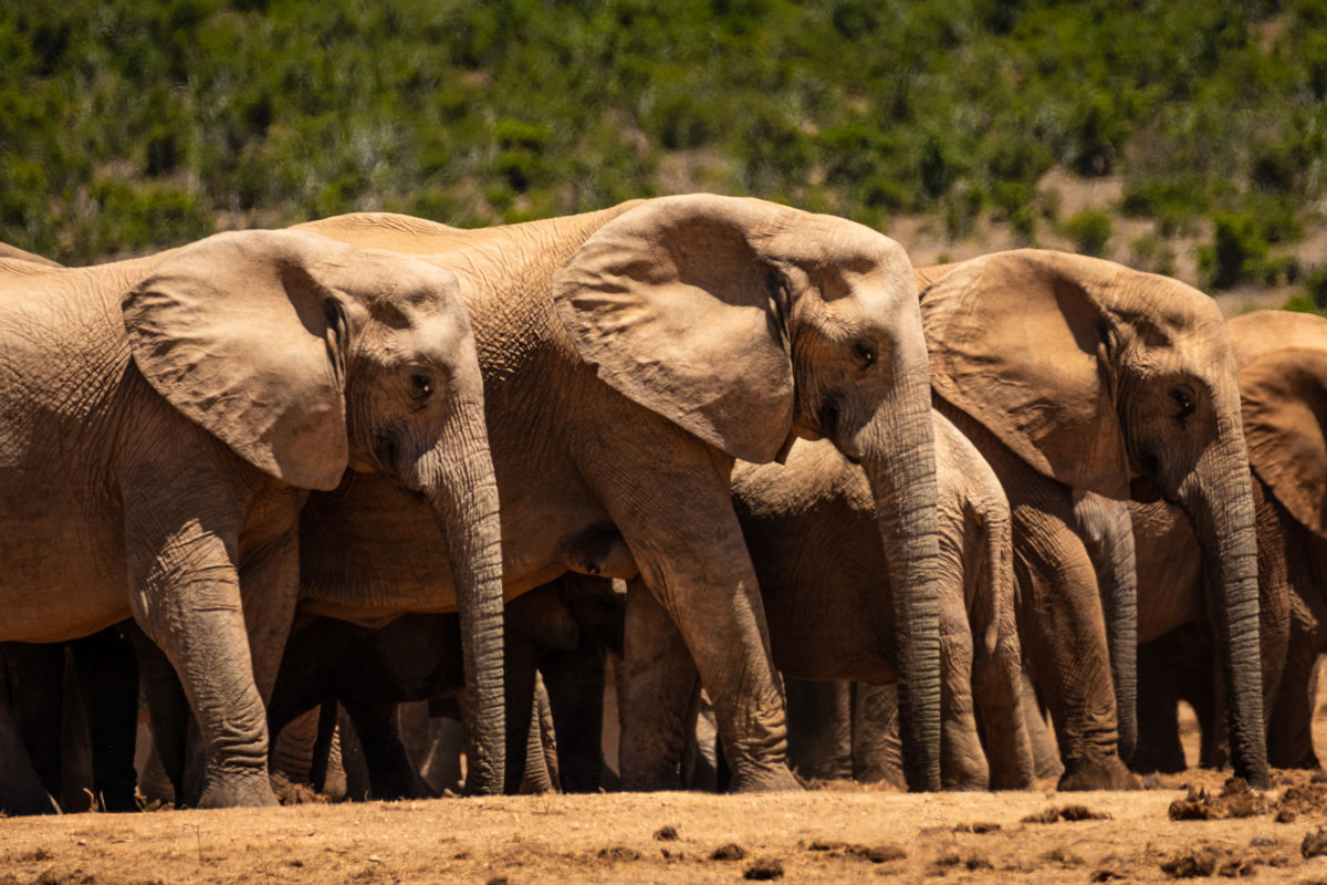 Im Addo Elephant National Park findest du sehr viele Elefanten.