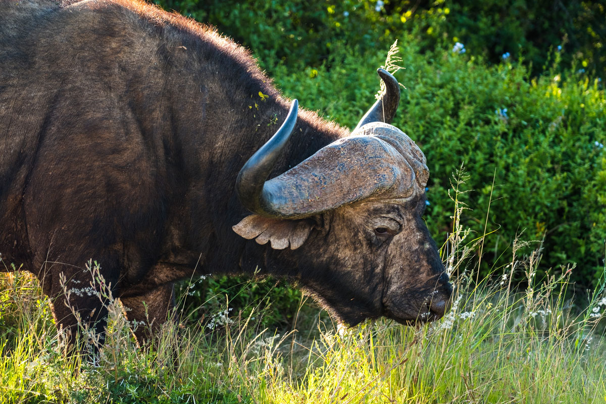 addo-elephant-park-bueffel