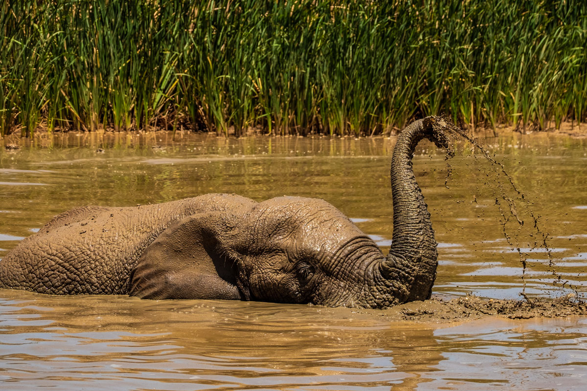 Plantschende Elefanten Addo Elephant Park Garden Route Südafrika
