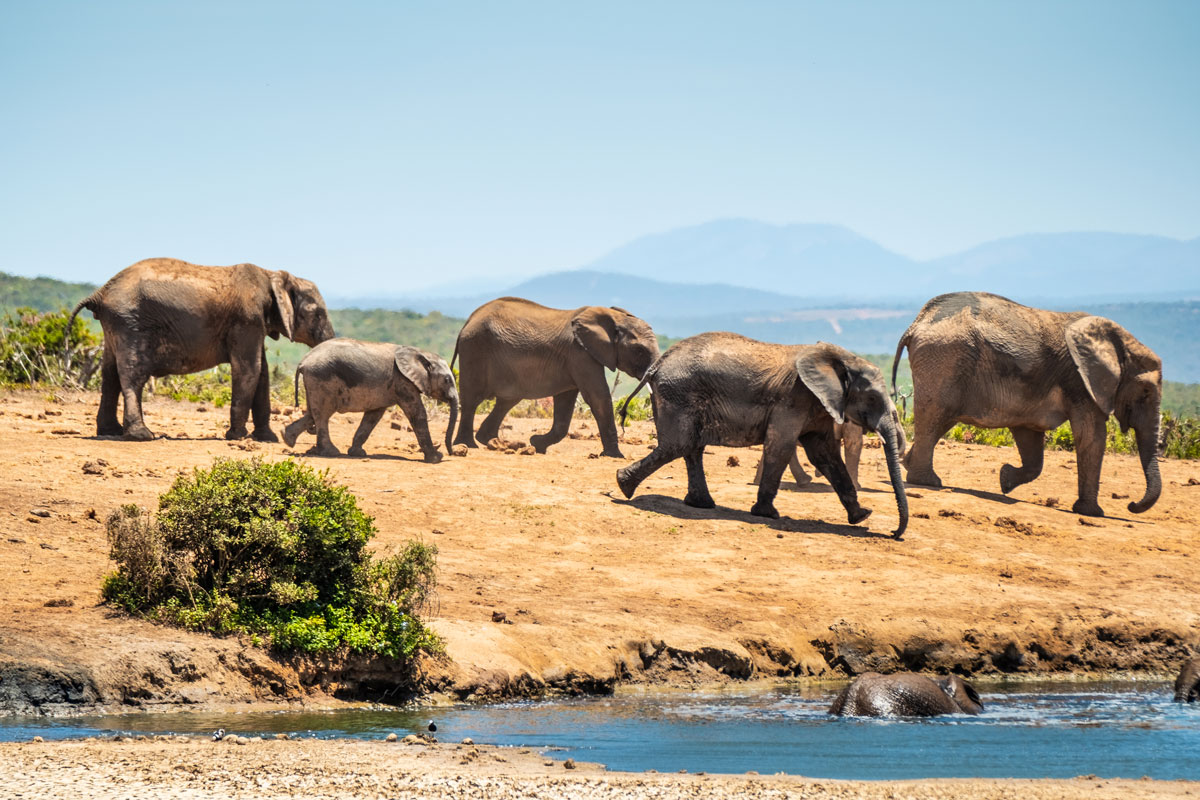 Bilder Addo Elephant Park: Elefanten