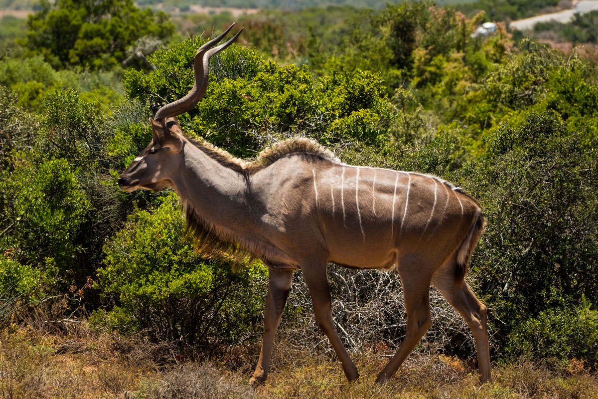 Kudu im Addo Elephant National Park