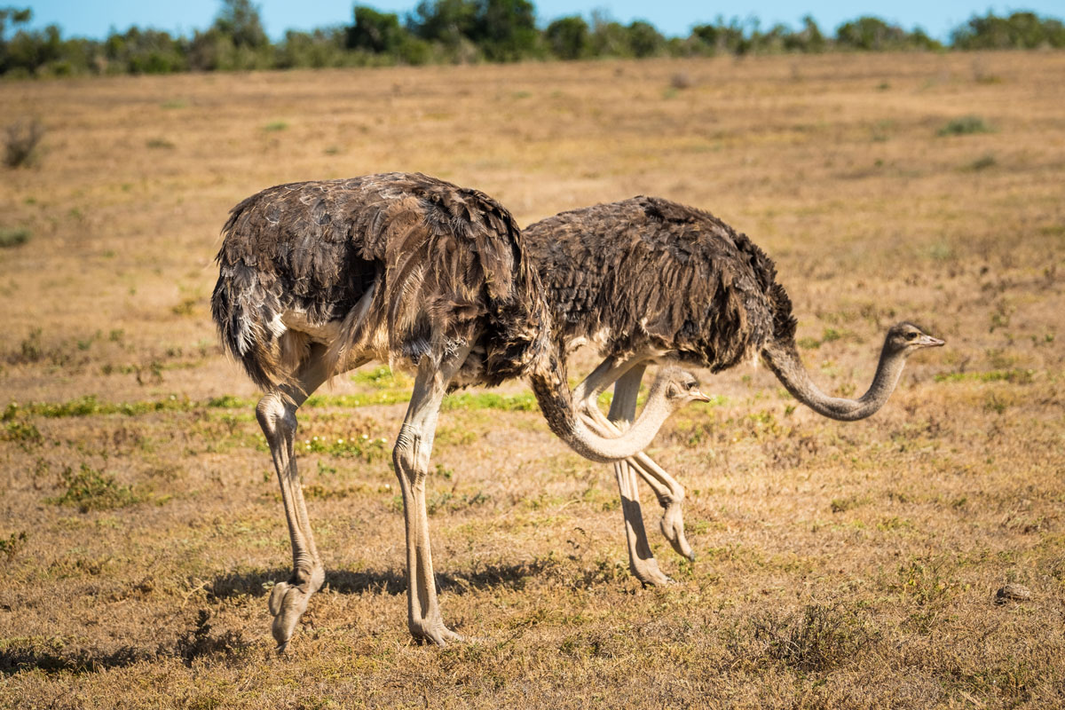 Strauße Addo Elephant National Park