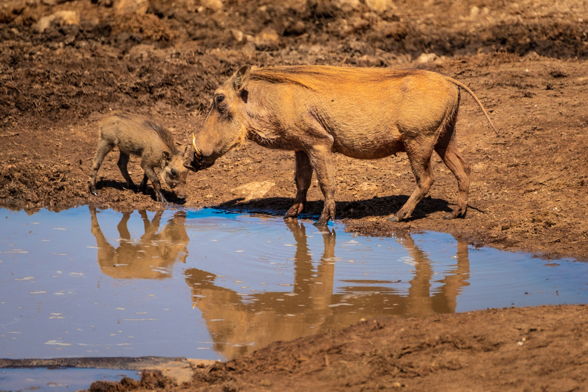 Warzenschweine Addo Elephant Park