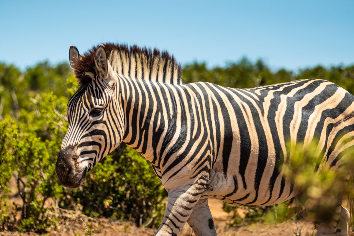 Zebra im Addo Elephant Nationalpark Südafrika
