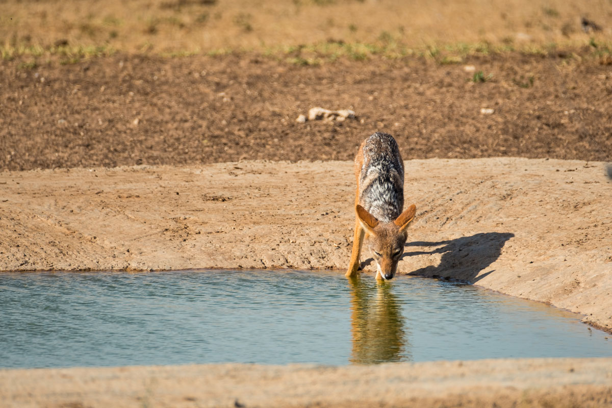 Black Backed Jackal im Addo Elephant Nationalpark Südafrika