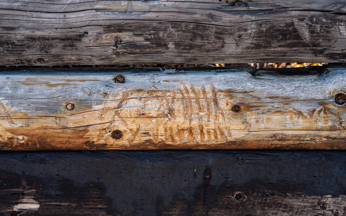 Spuren eines Eisbären