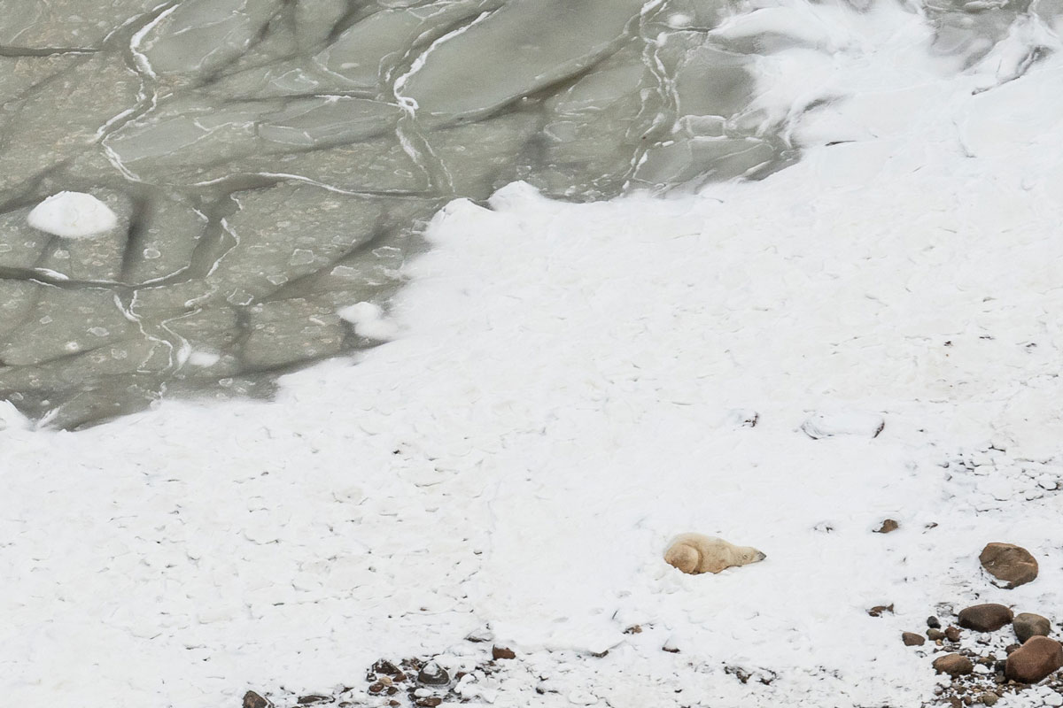 churchill-eisbaer-wartet