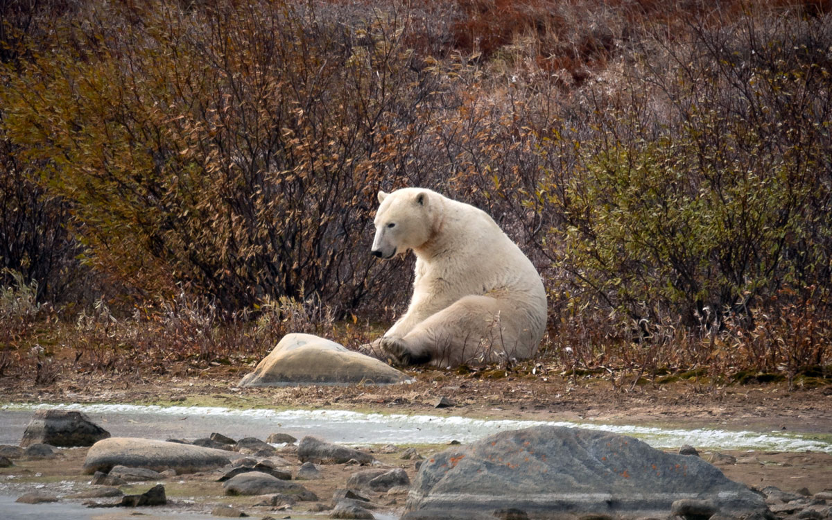 churchill-manitoba-eisbaer
