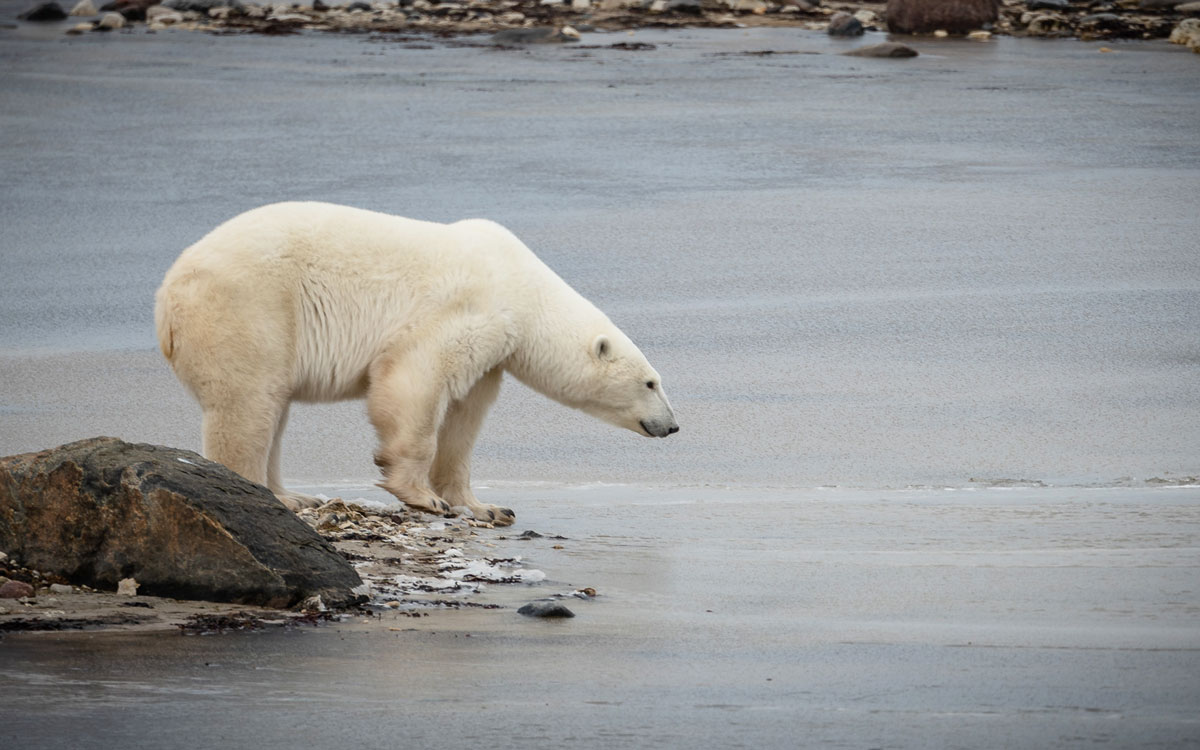 churchill-tundra-buggy-tour