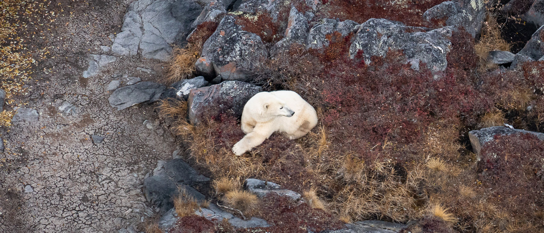 Eisbär spotten Helikopterflug