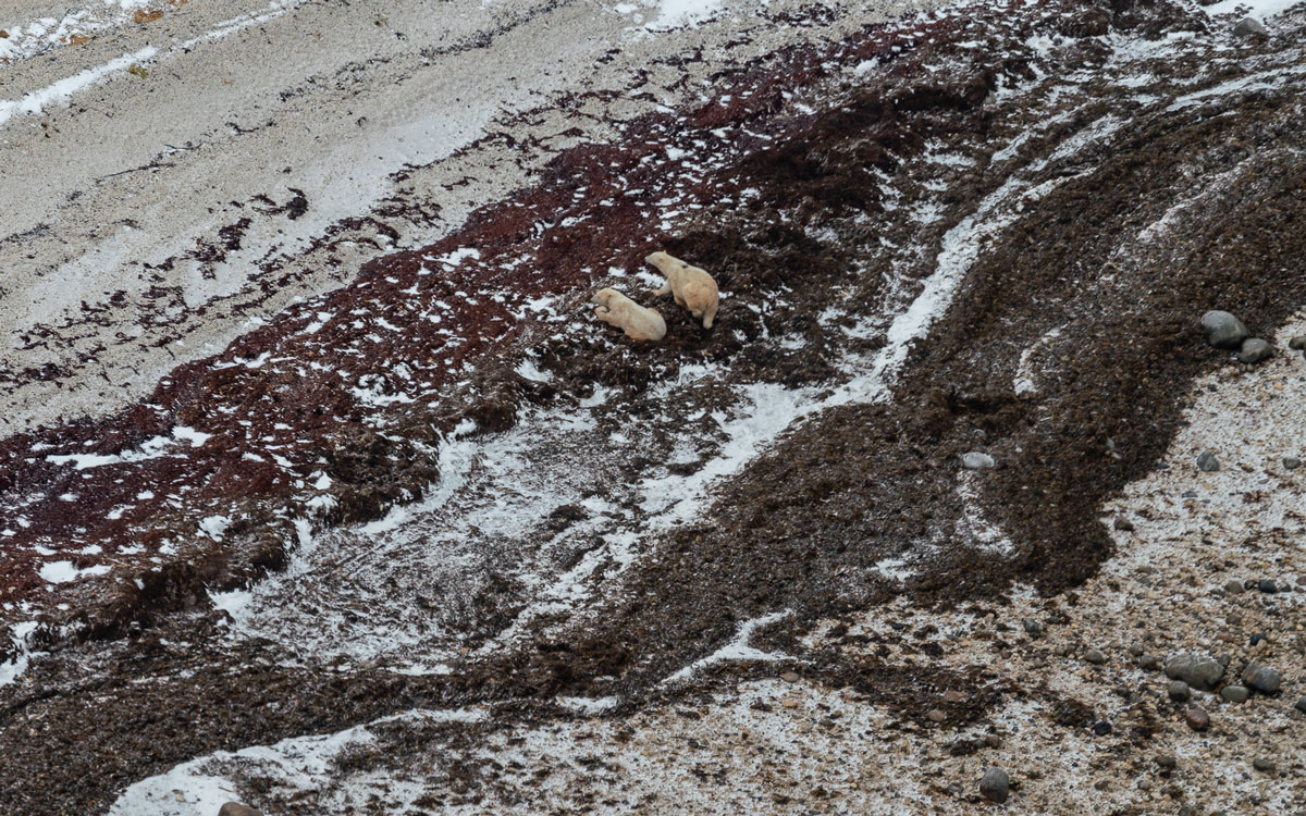 Eisbären Helikopter Churchill