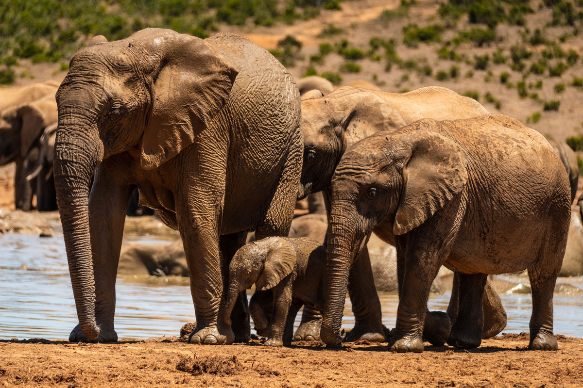 Elefantenbaby wir bewacht im Addo Elephant National Park.