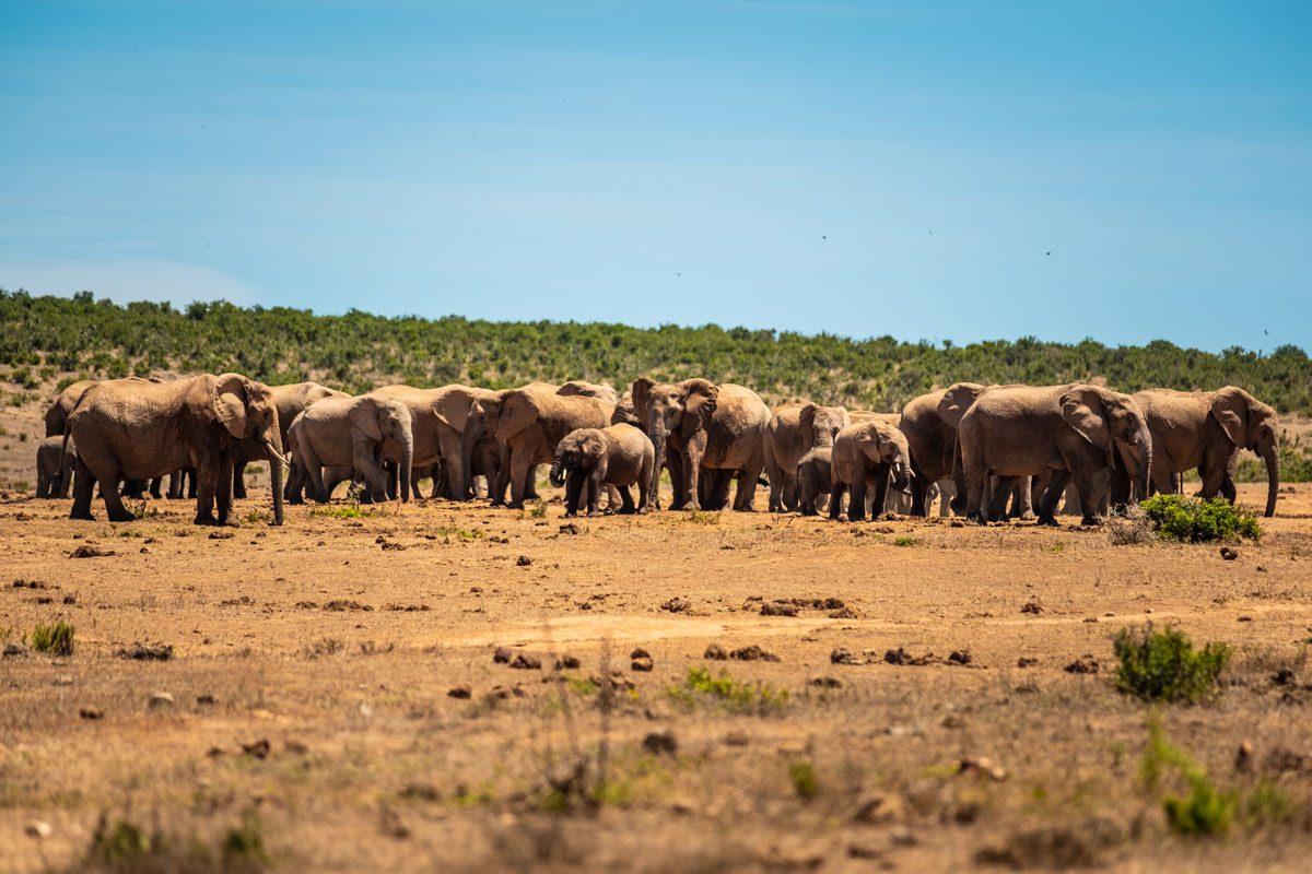 Elefantenbaby mit Herde Addo Elephant National Park