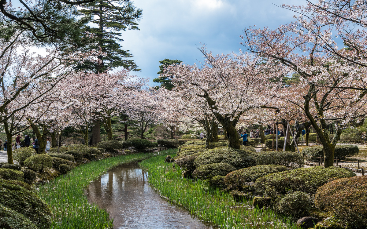 kirschbluete-japan-kanazawa-park3