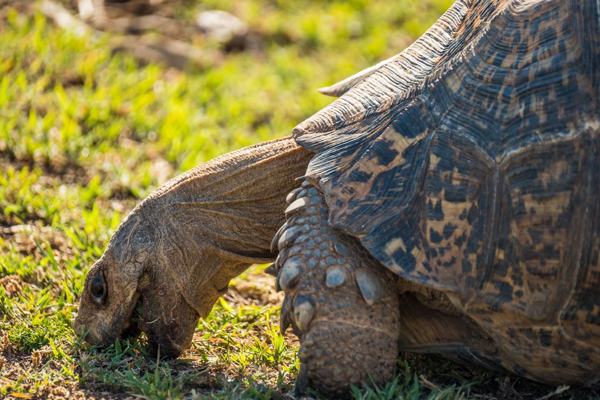 Leopard Tortoise Addo