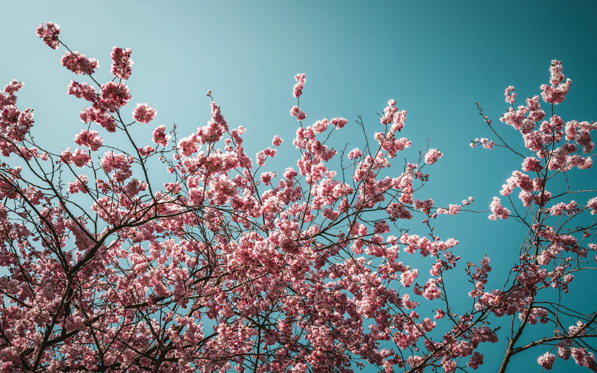Botanischer Garten München