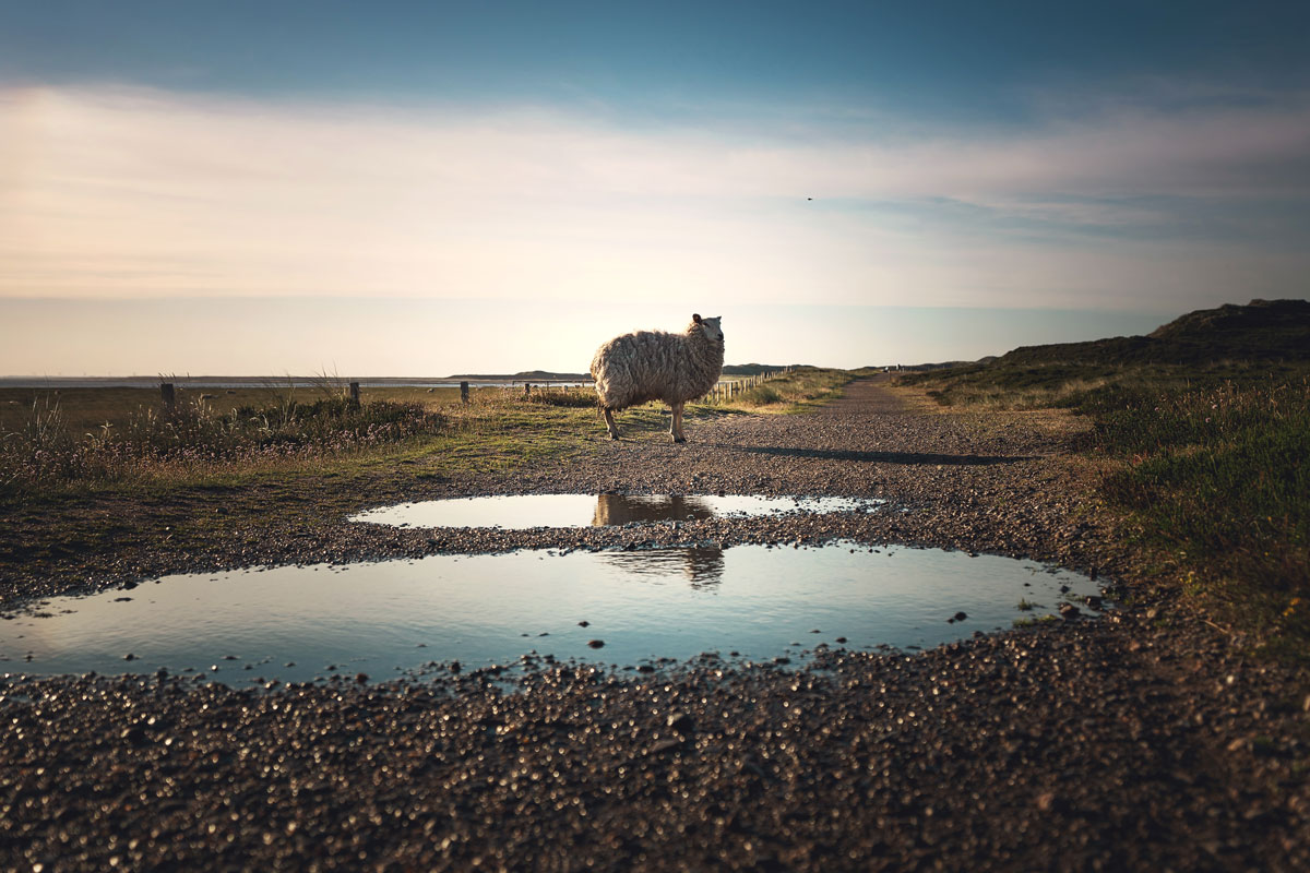 Schafe Ellenbogen Sylt
